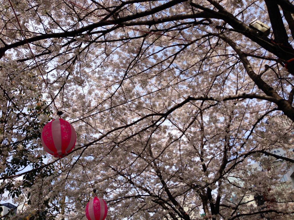 桜模様