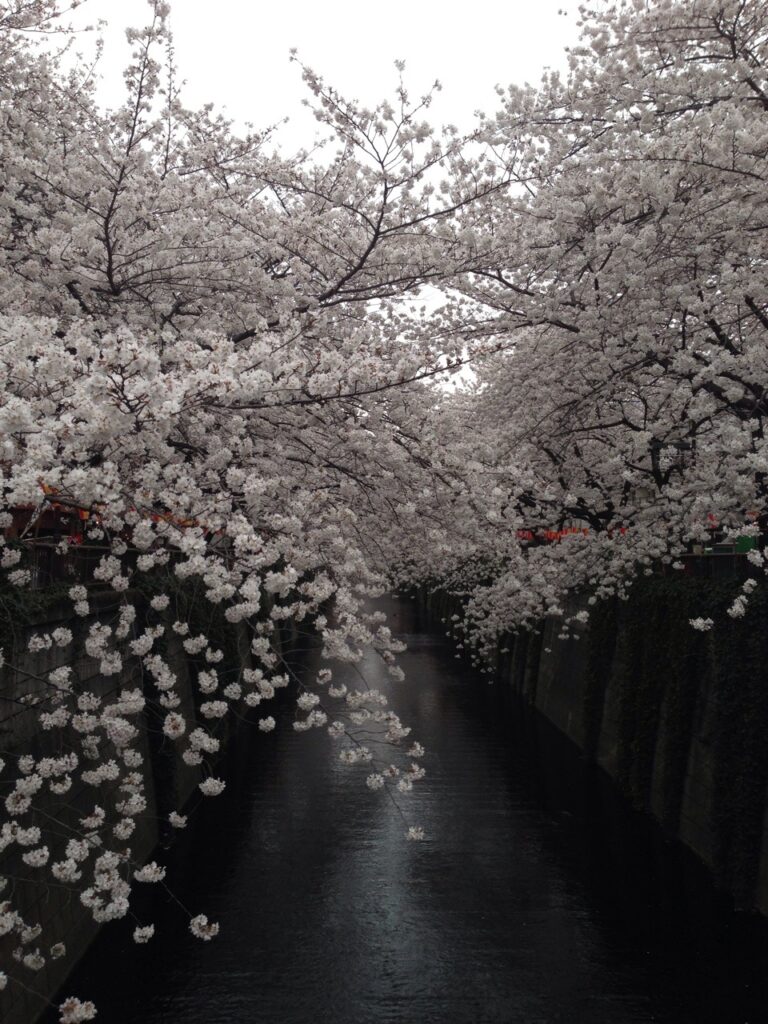 桜模様