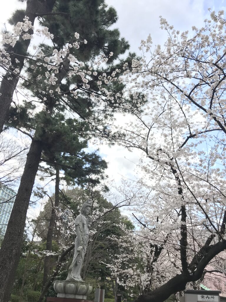 桜模様