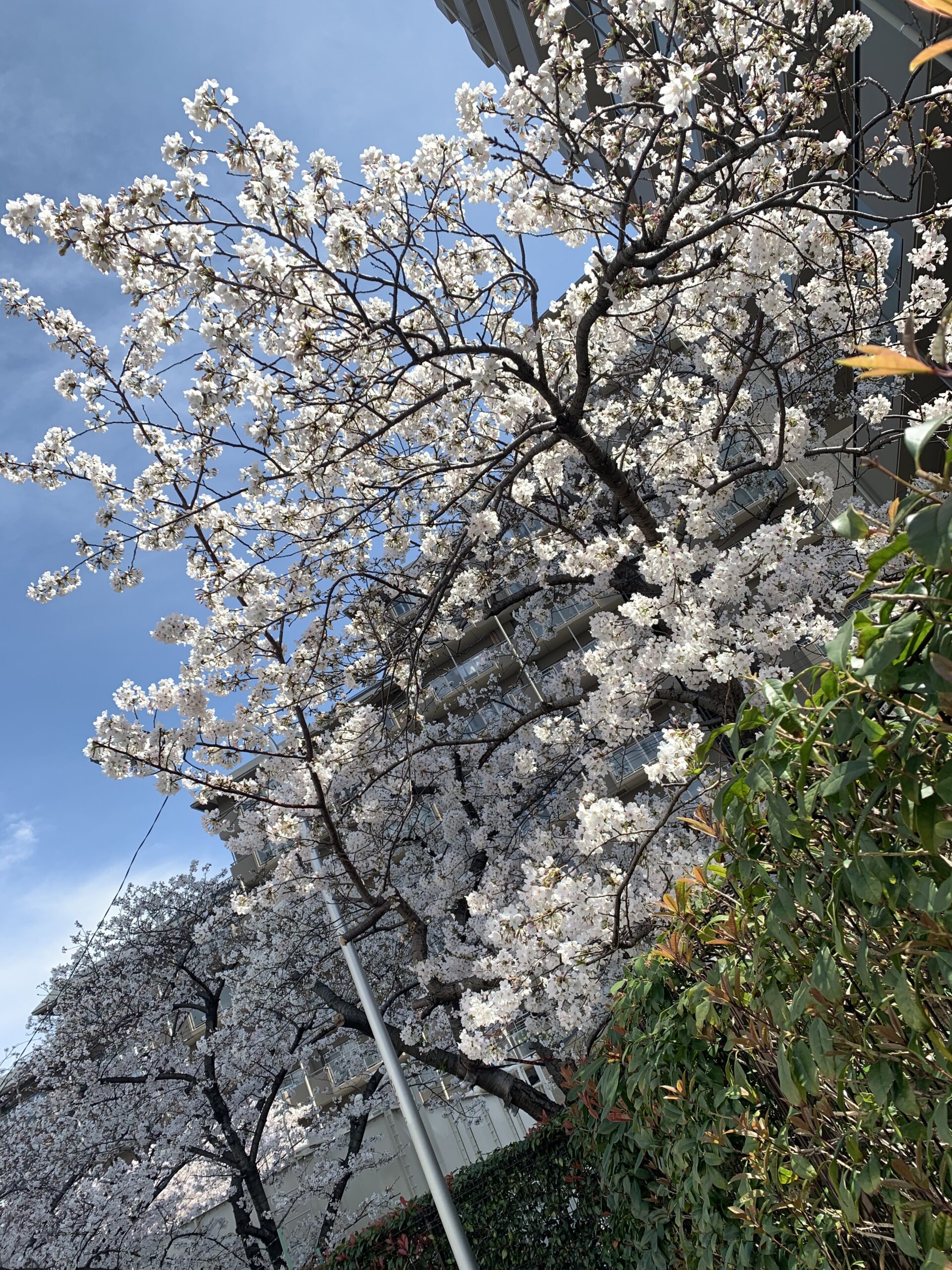 桜模様