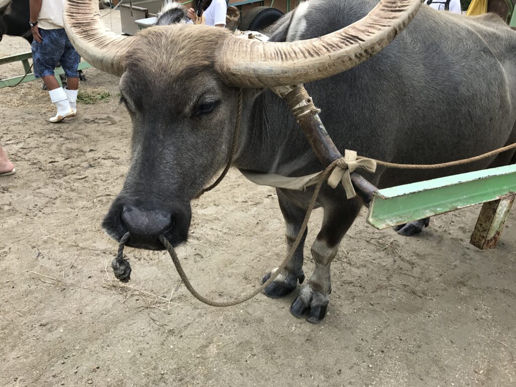 石垣島