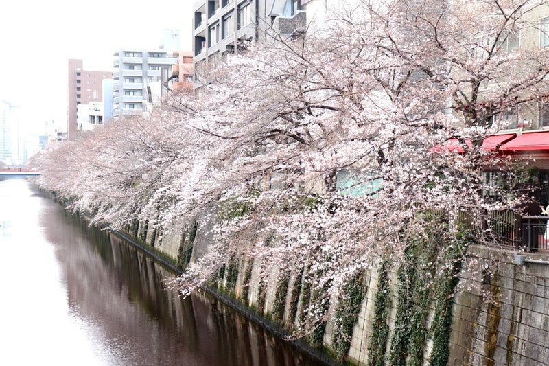 目黒川の桜