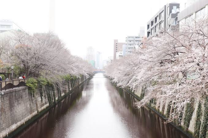 目黒川の桜