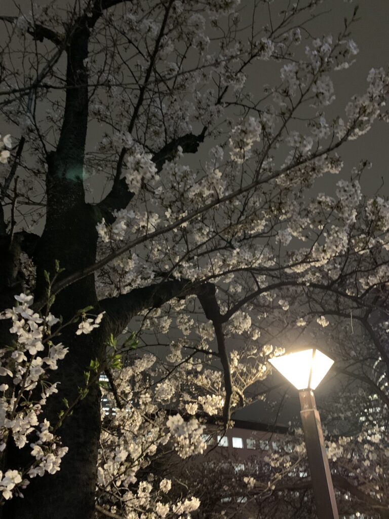 桜模様