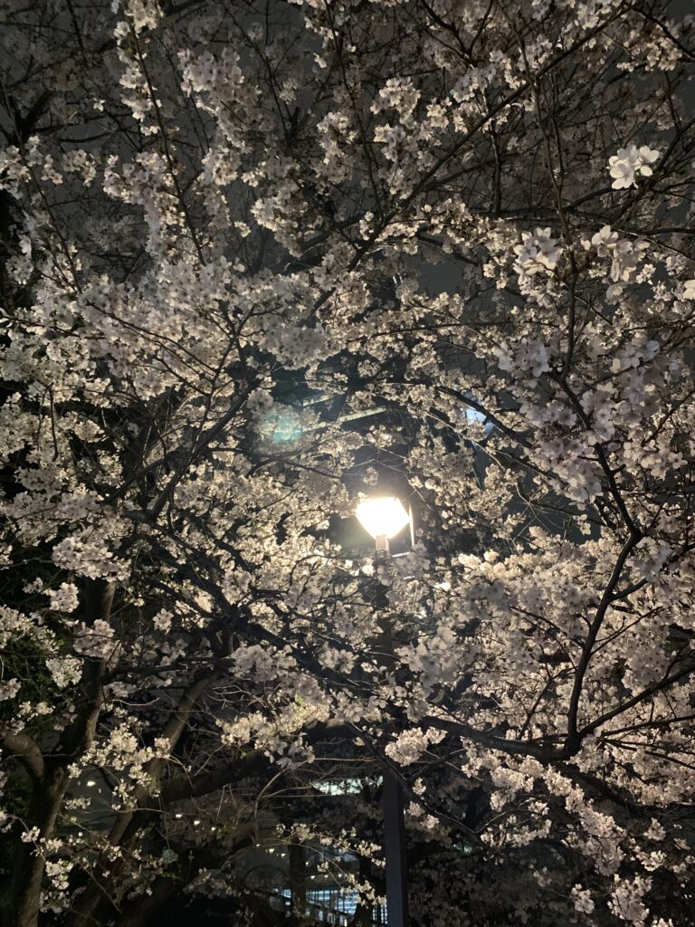 夜桜