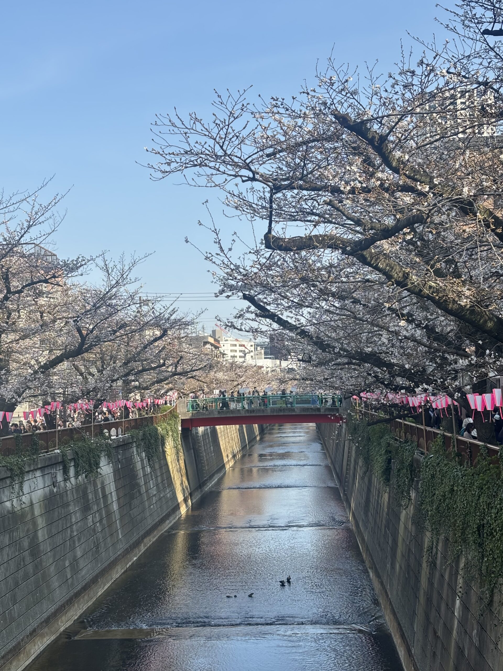 桜模様