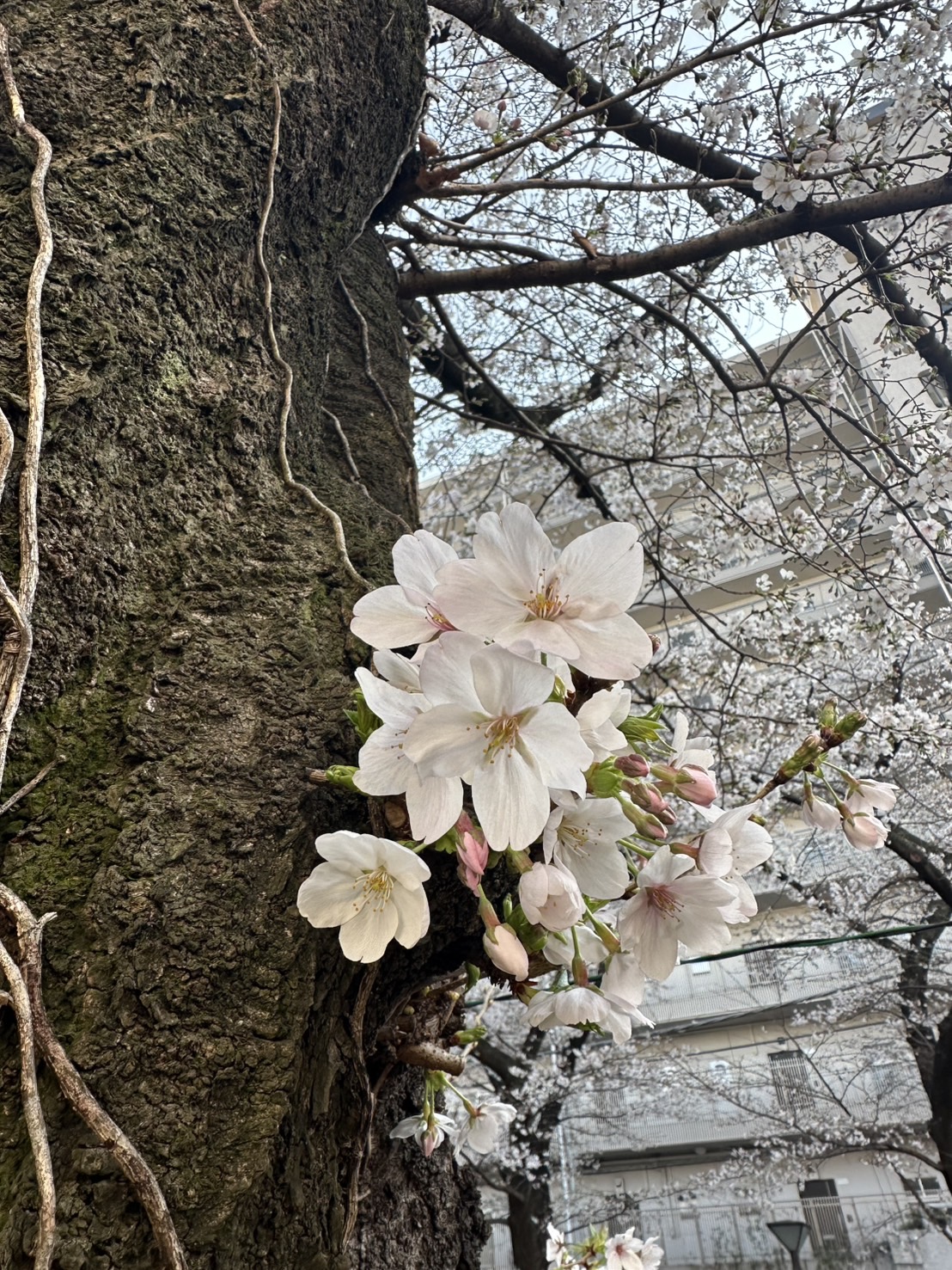 桜模様